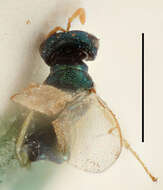Image of Halticoptera
