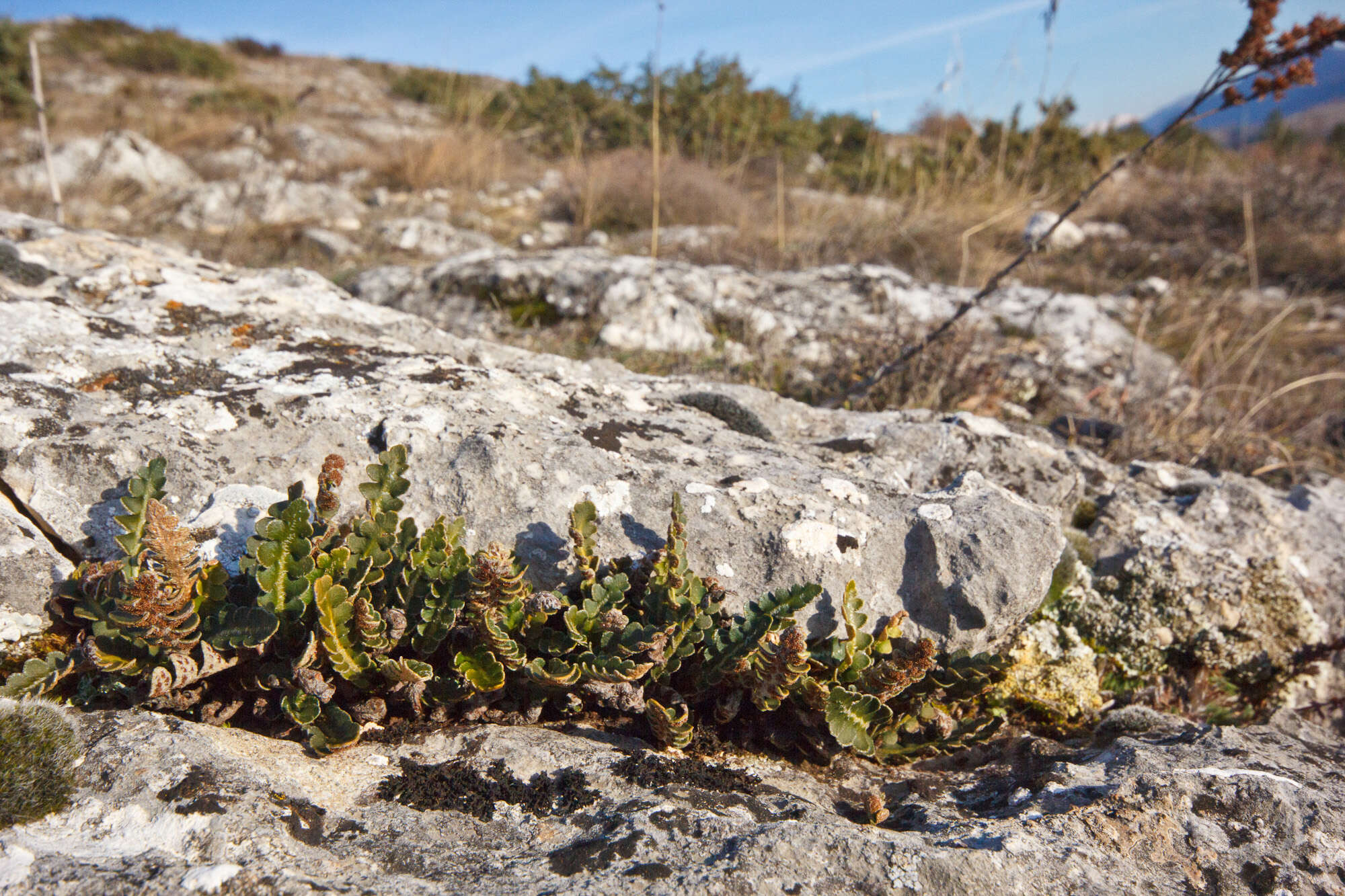 Plancia ëd Asplenium ceterach L.