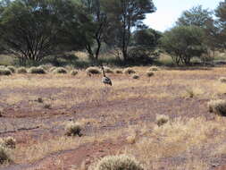 Image of Great Indian bustard