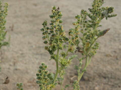 Image of flatspine bur ragweed