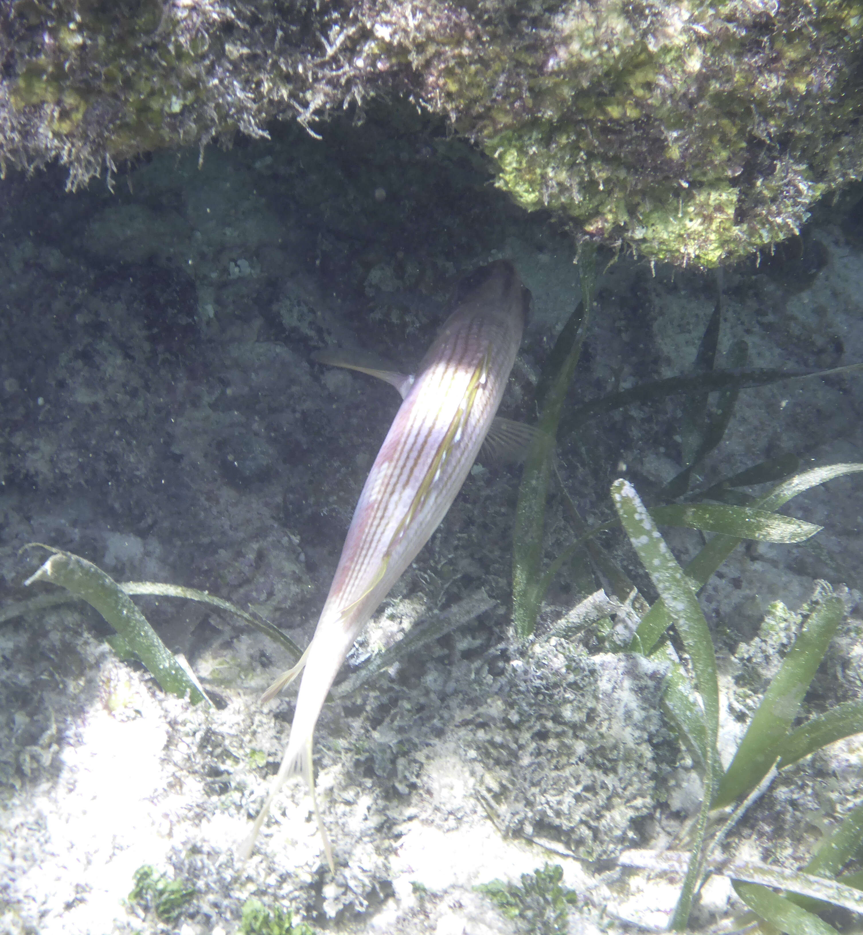 Image of Longspine Squirrelfish