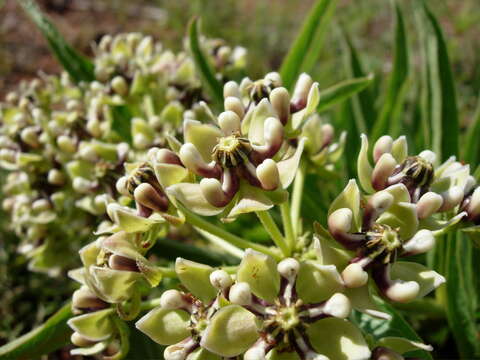 Image of spider milkweed