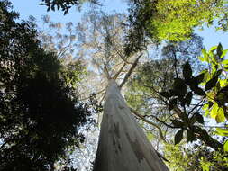 Image of Mountain ash