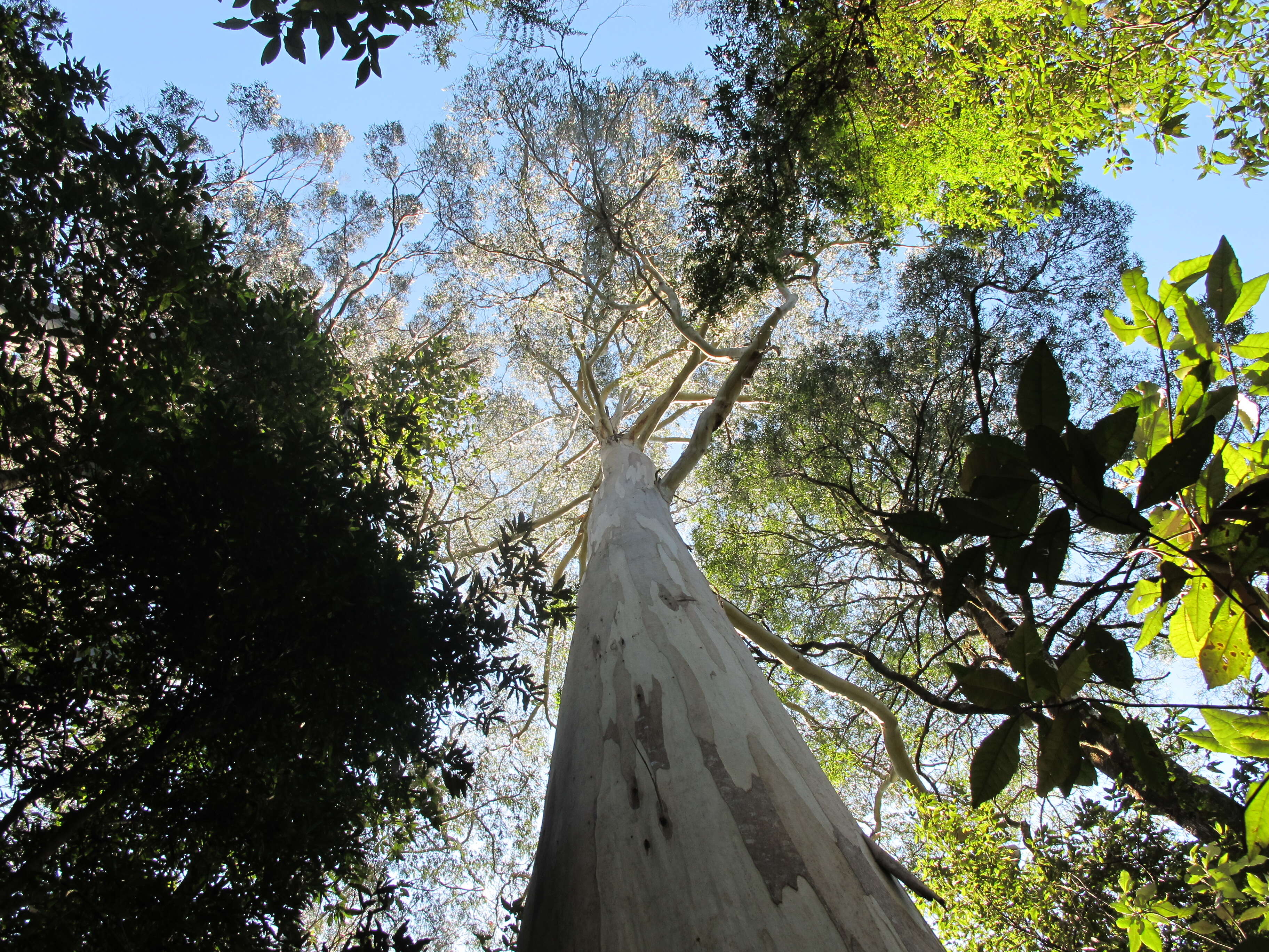 Imagem de Eucalyptus regnans F. Müll.