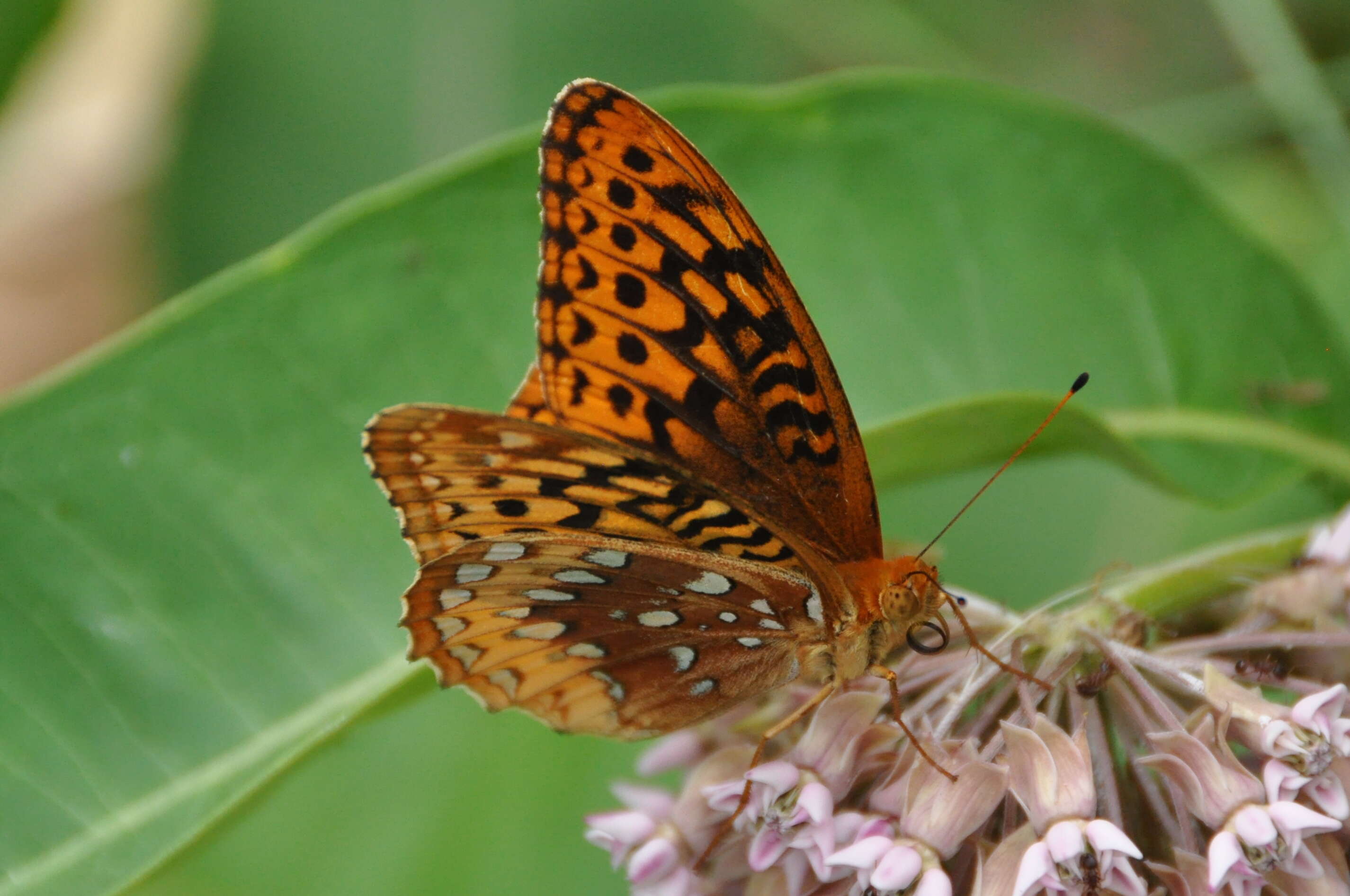 Image of Greater Fritillaries