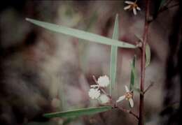 Image of Acacia baeuerlenii Maiden & R. T. Baker