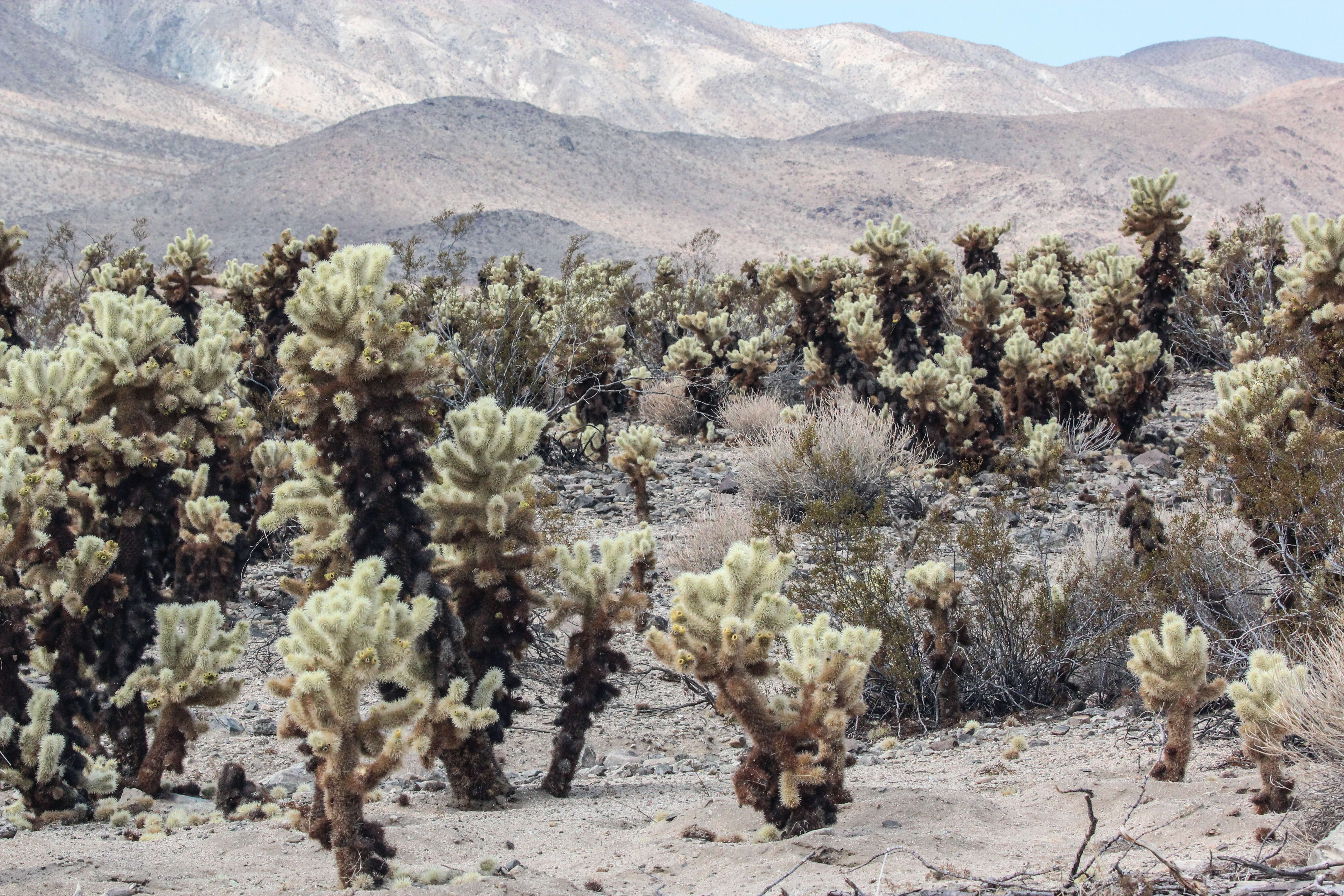 Image de Cylindropuntia imbricata (Haw.) F. M. Knuth