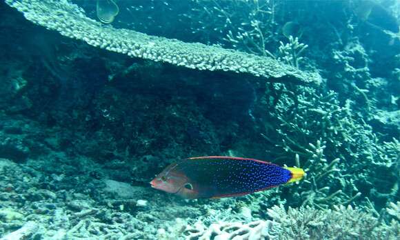 Image of African clown wrasse