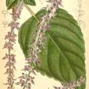 Plectranthus foetidus Benth. resmi