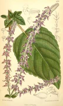 Image of Plectranthus foetidus Benth.