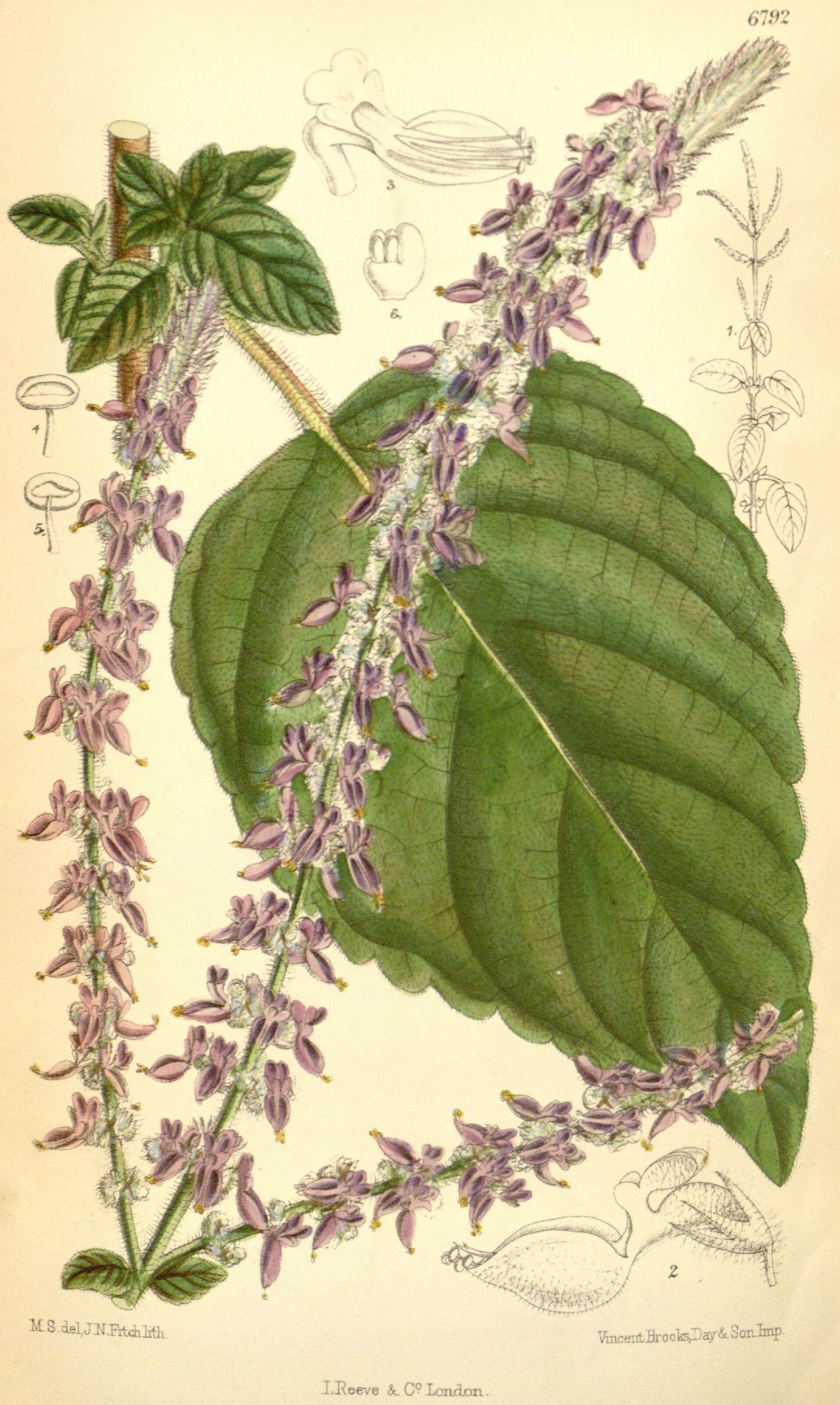 Image of Plectranthus foetidus Benth.