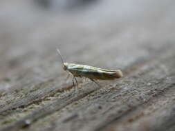 Image of shiny head-standing moths