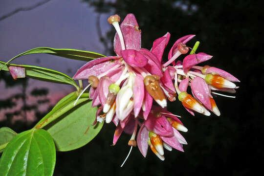 Image of Cavendishia quereme (Kunth) Benth. & Hook. fil.