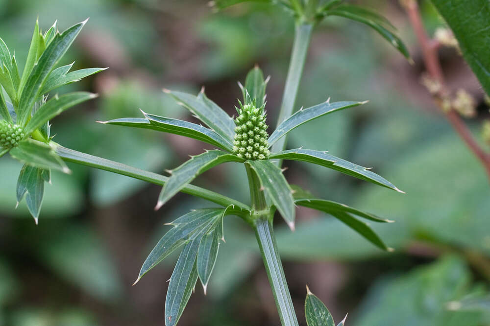 Eryngium foetidum L. resmi