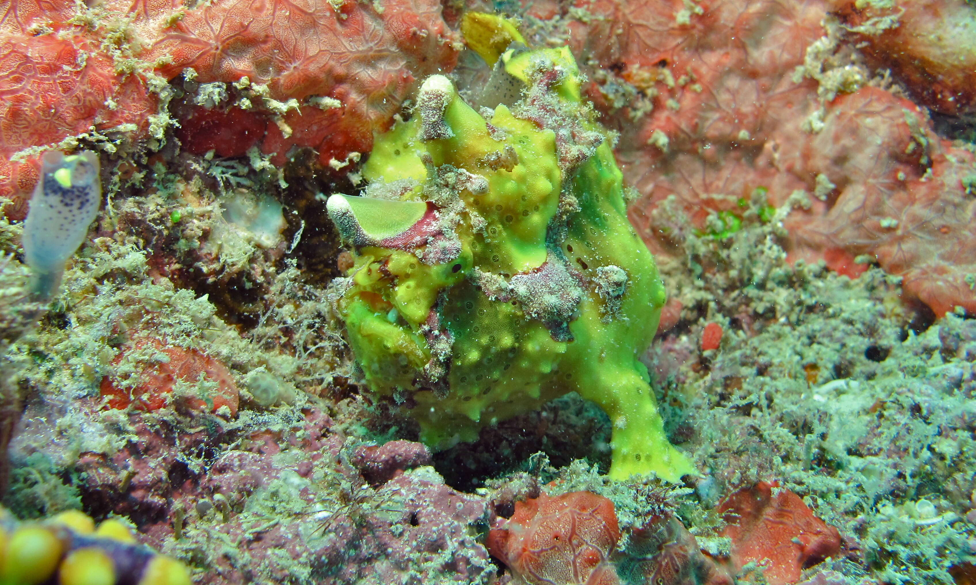 Image of Painted frogfish