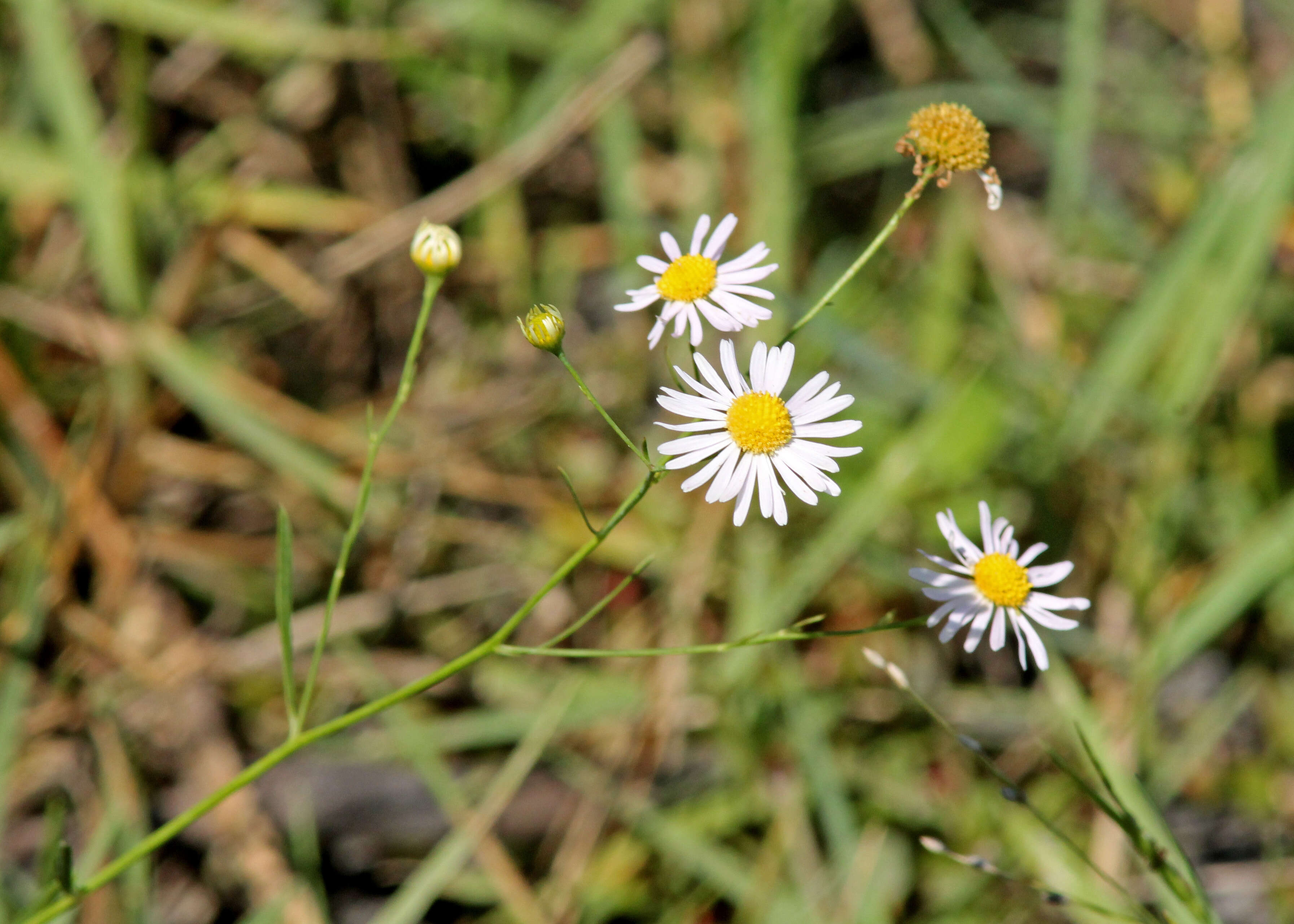 Image of rice button aster