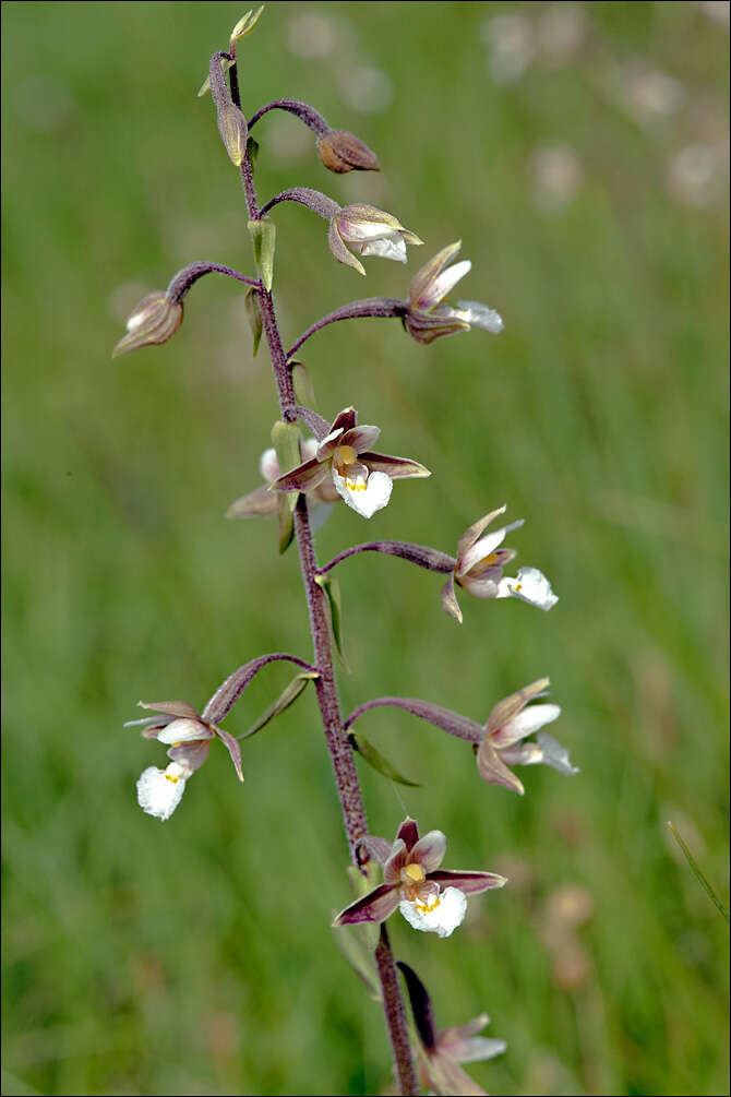 Image of Helleborine