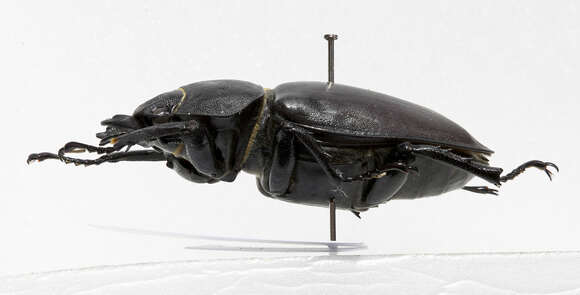 Image of Stag beetle