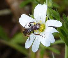 Image of Nomada ruficornis (Linnaeus 1758)