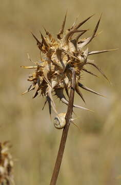 Image of Milk thistle