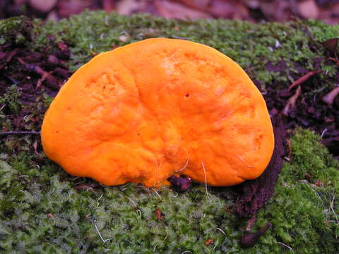 Image of Trametes coccinea (Fr.) Hai J. Li & S. H. He 2014