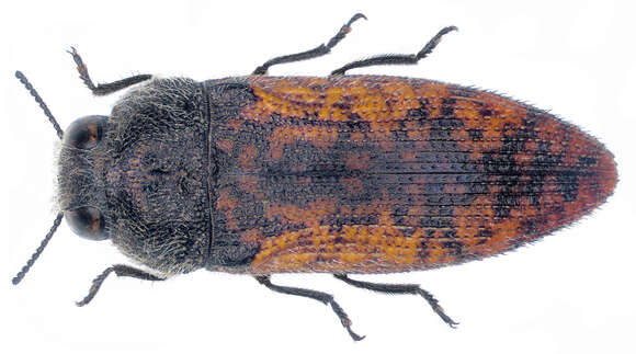 Image of Acmaeodera affinis Lucas 1846