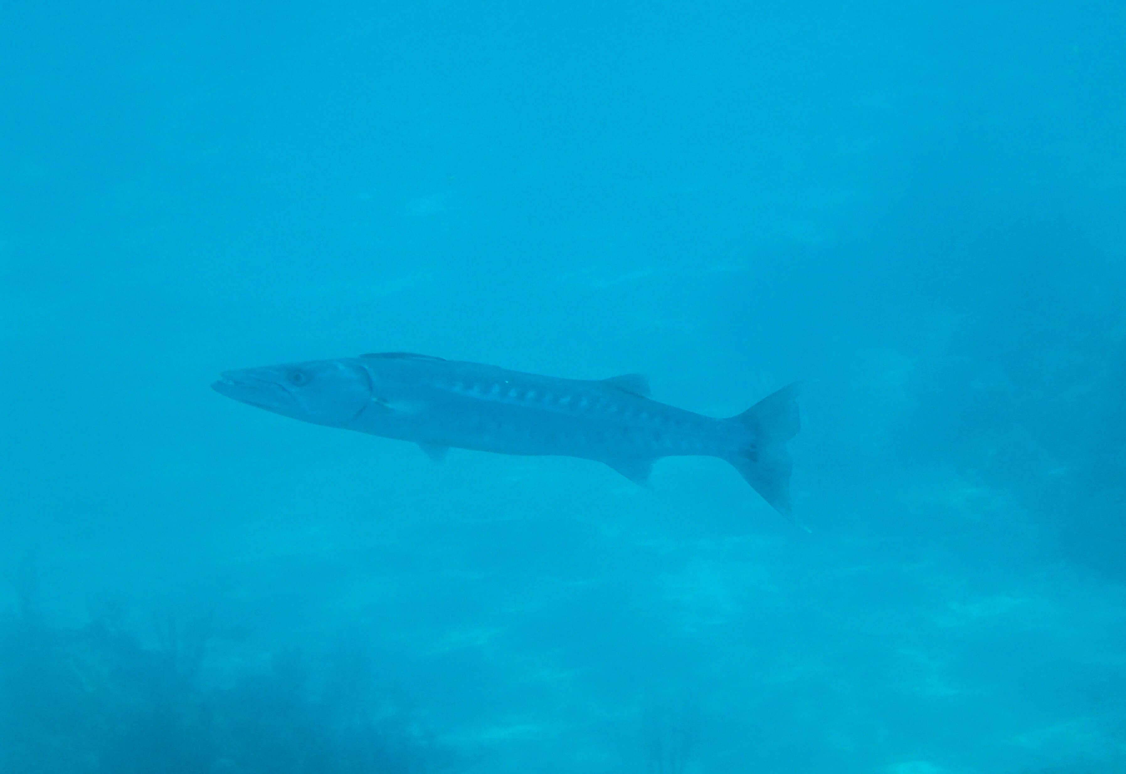 Image of barracudas
