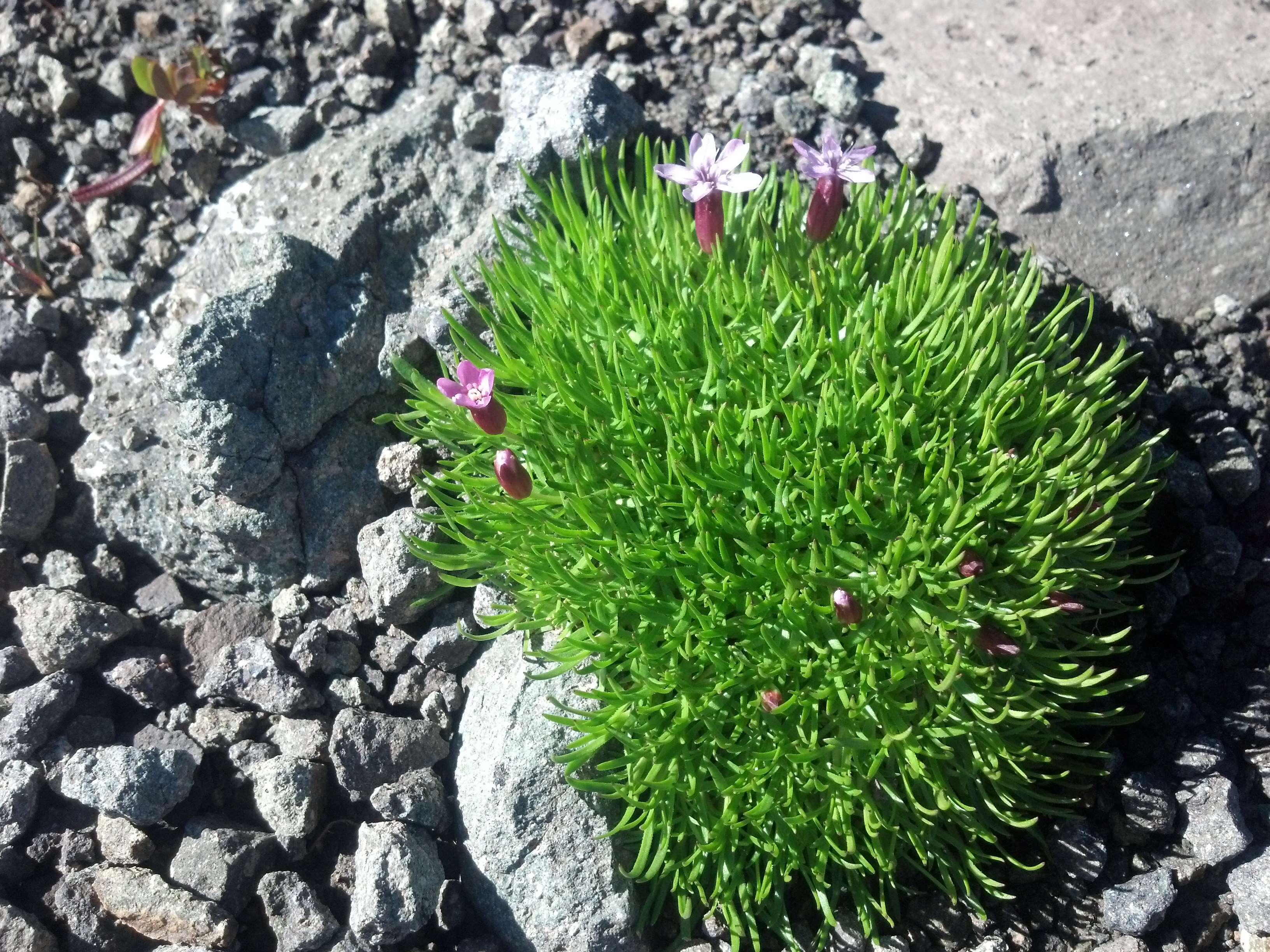 Image of moss campion