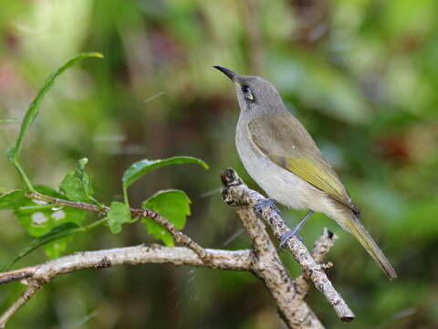 Image of Brown Honeyeater