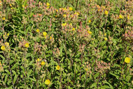 Imagem de Crocanthemum corymbosum (Michx.) Britt.