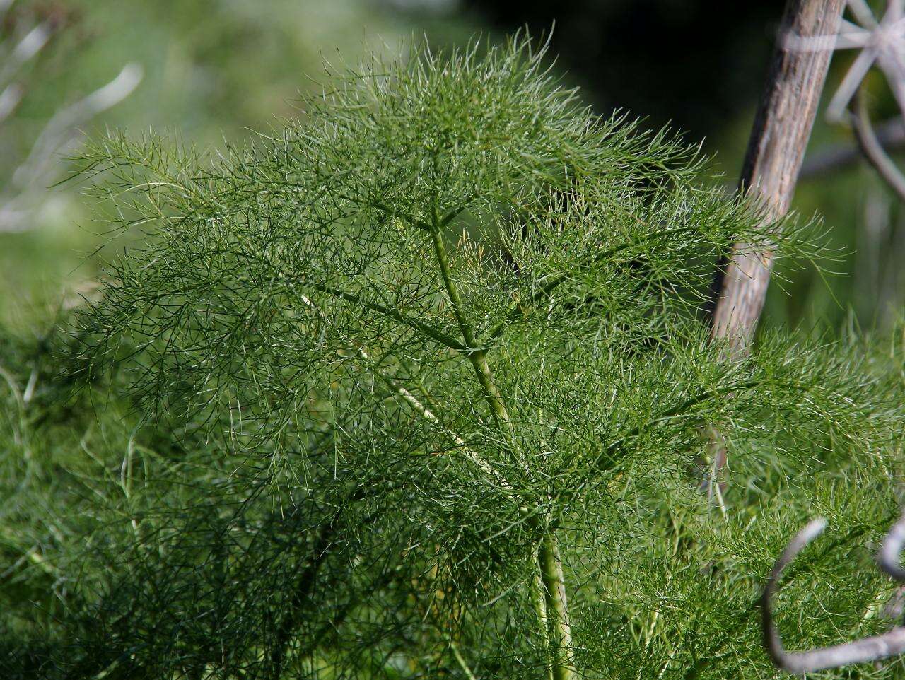 Image of Giant Fennel