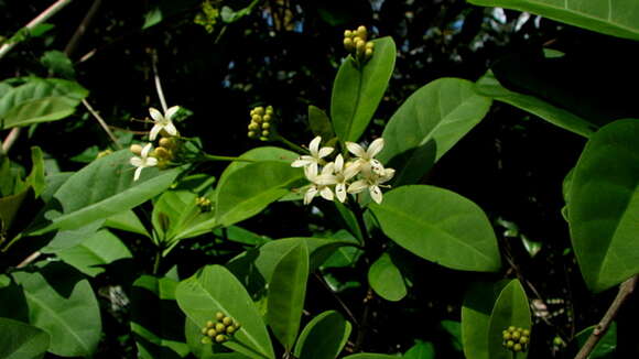 Image of Aegiphila fluminensis Vell.