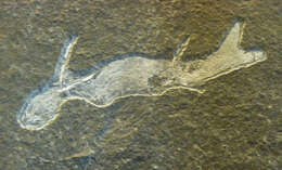 Imagem de <i>Acanthodes bronni</i> Agassiz 1832