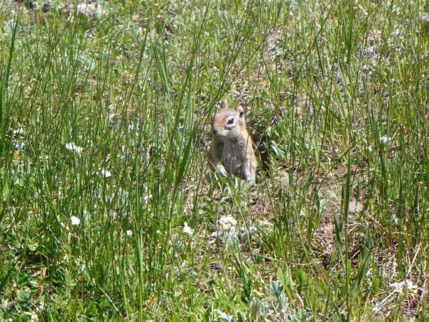 Callospermophilus Merriam 1897 resmi