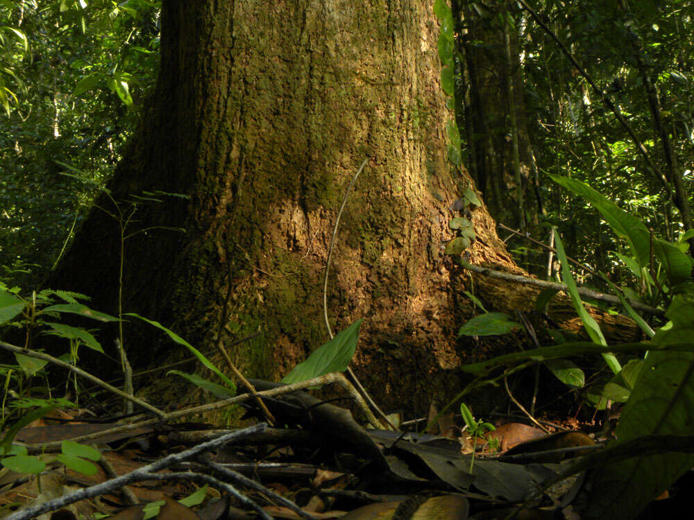 Image of Jacaranda copaia (Aubl.) D. Don