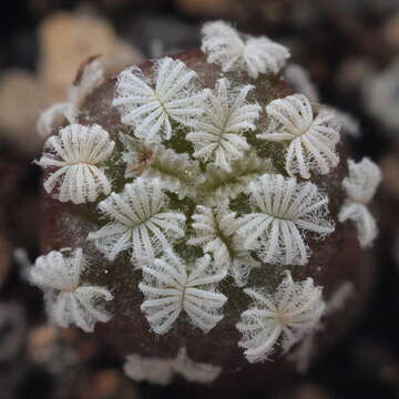 Image of top cactus