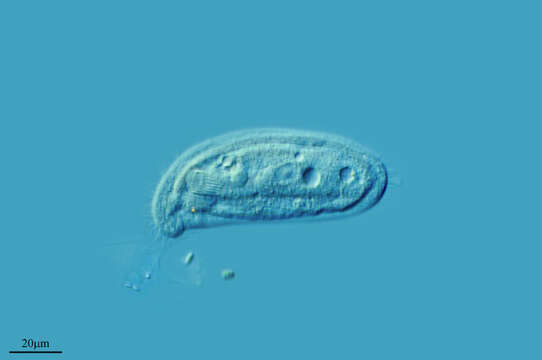 Chilodonella cucullulus (Mull.) resmi