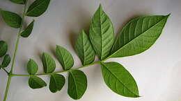 Image of Jacaranda jasminoides (Thunb.) Sandwith