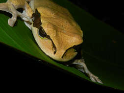 Image of Mexican Treefrogs