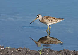 Image of Short-billed Dowitcher