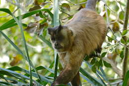 Image of Robust capuchin monkeys