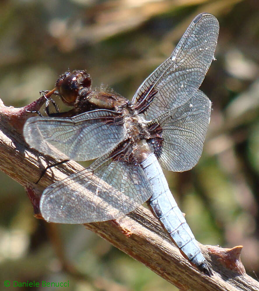 Image of Broad-bodied chaser