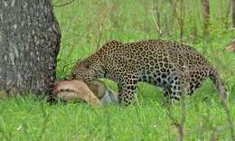 Image of Leopard