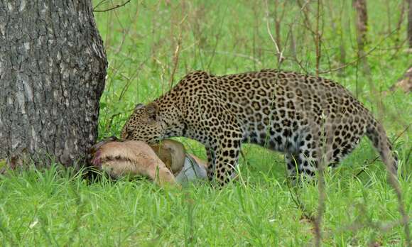 Image of Leopard