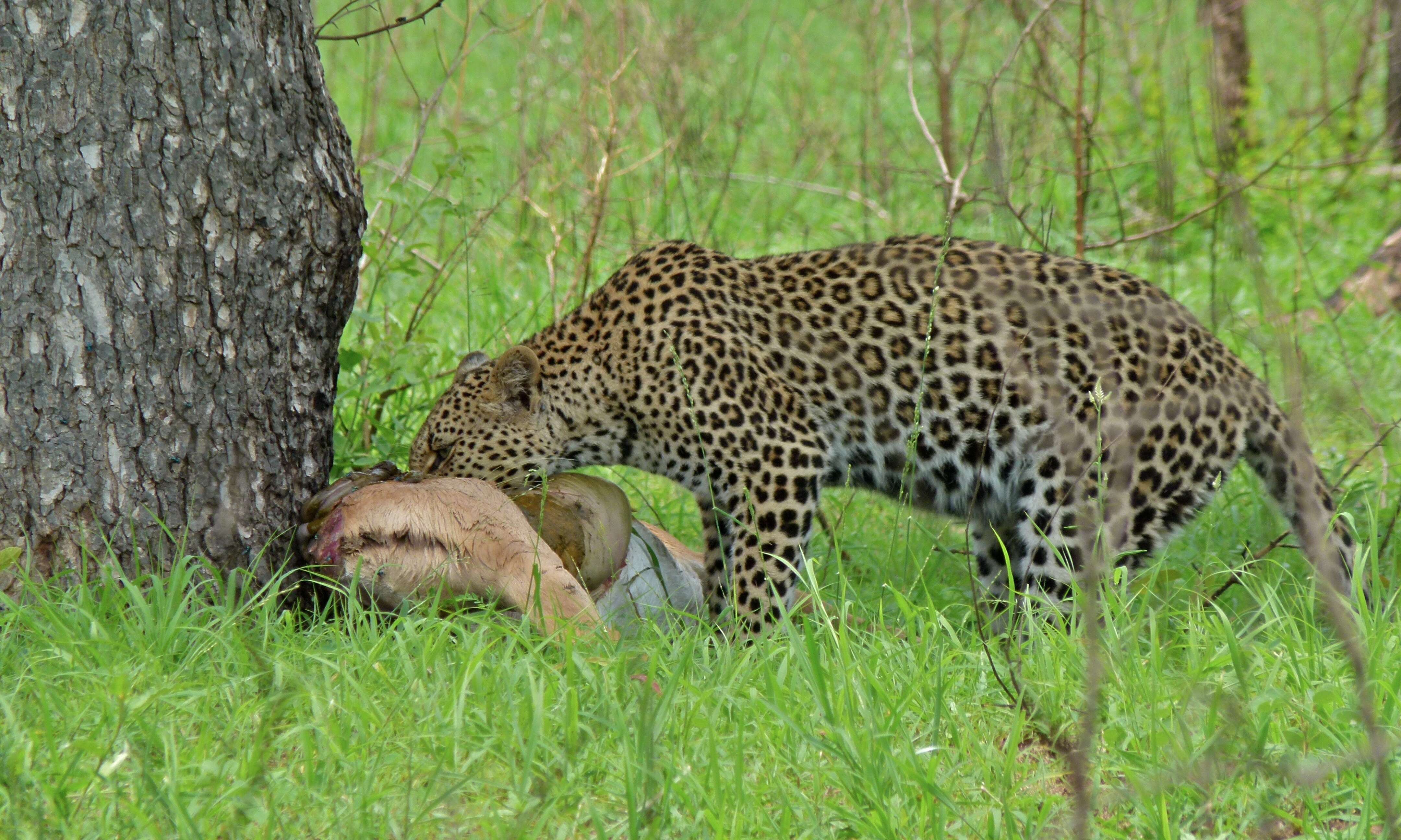 Image of big cats