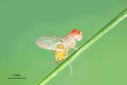 Image of Ephydroidea