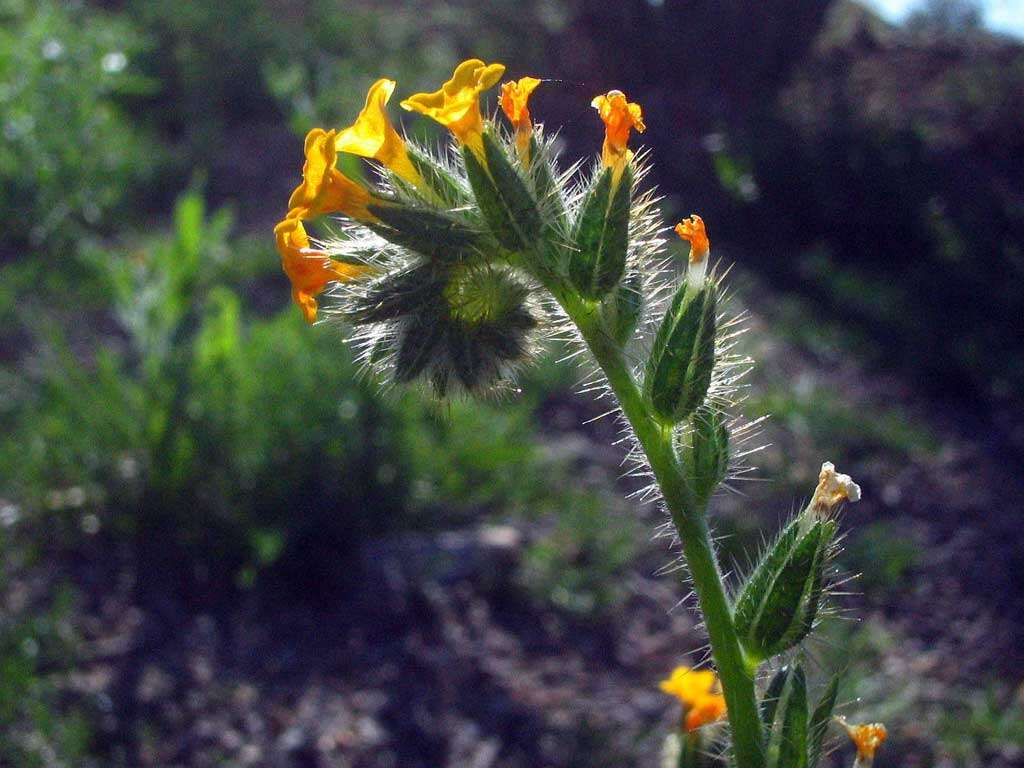 Image of fiddleneck