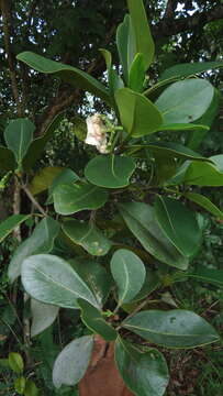 Image of Clusia nemorosa G. F. W. Mey.