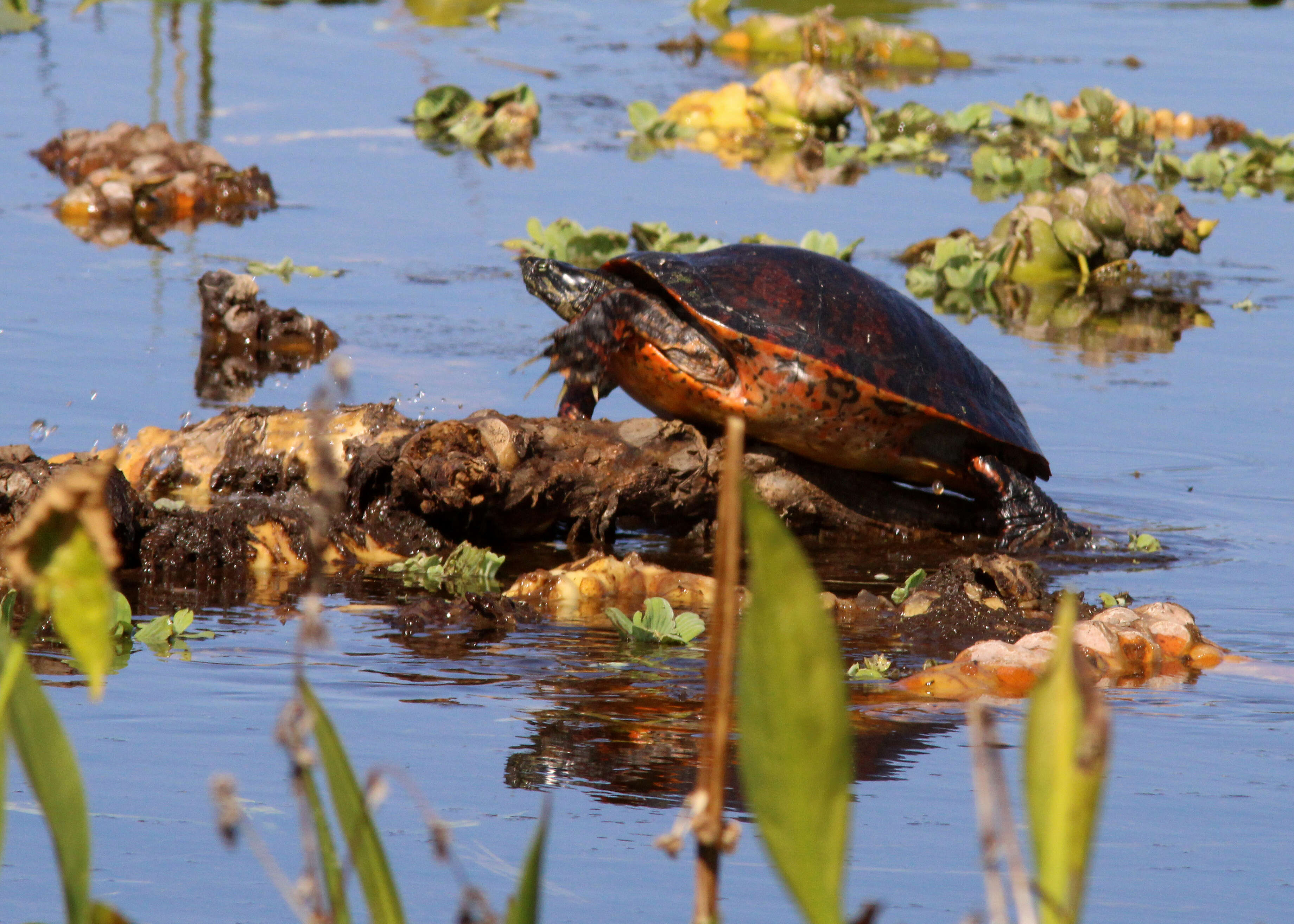 Image of Cooter Turtles