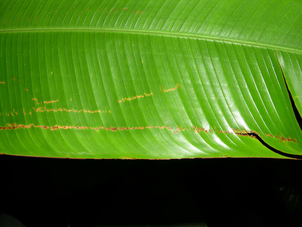 Image of wild plantain